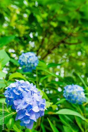 鎌倉 明月院のあじさい