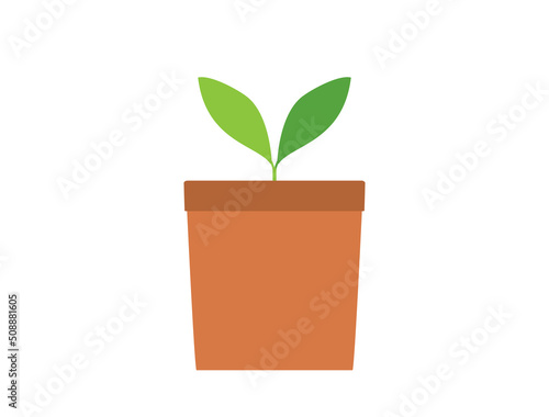 萌芽している鉢植えの植物