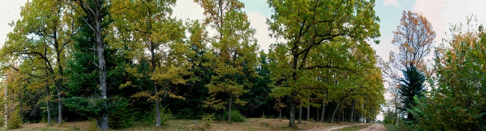 Panorama of autumn forest, beautiful and warm day, calm and windless.