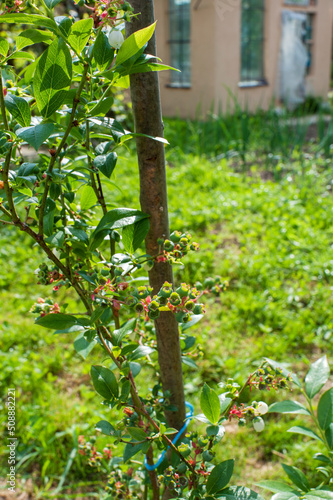 Young blueberries ripen on the bushes, the ovary is good.