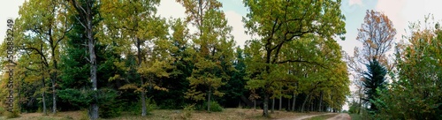 Panorama of autumn forest, beautiful and warm day, calm and windless. © mikhailgrytsiv