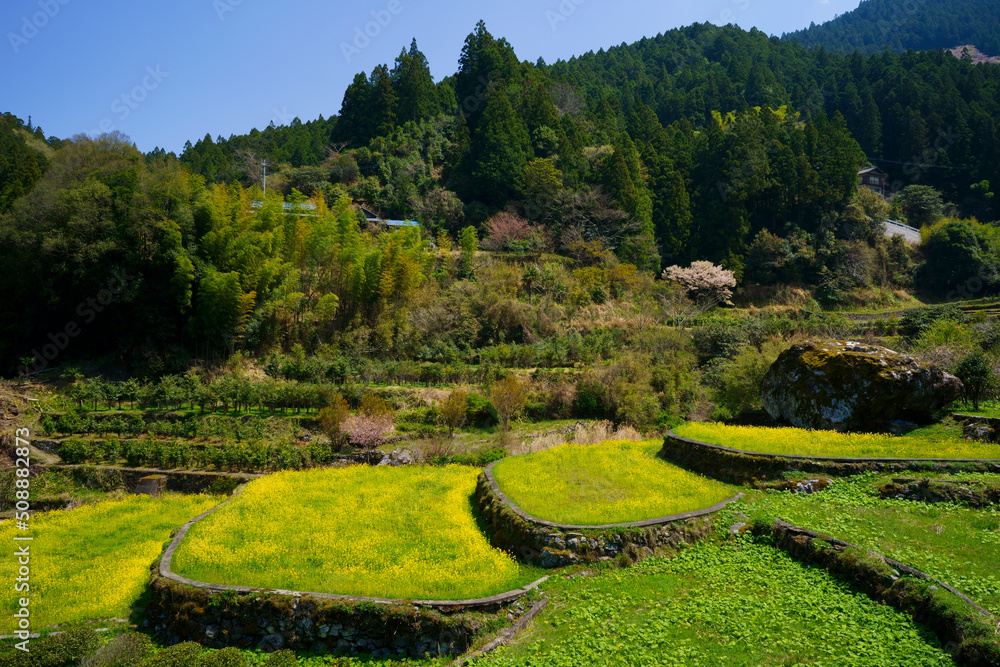 江田の菜の花 棚田(徳島県神山町) 江田の菜の花 棚田(徳島県神山町)