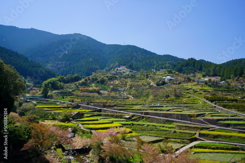 江田の菜の花　棚田(徳島県神山町)