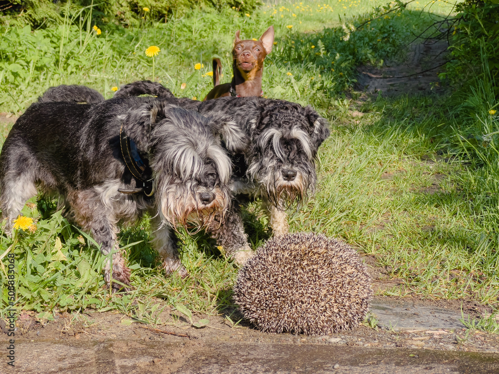 Fototapeta premium Three dogs barking on a hedgehog. Wild animals often carry infectious diseases such as Rabies.