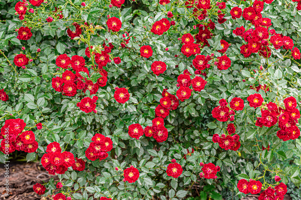 texture of red flowers against the background of green leaves of the bush texture of red flowers against the background of green leaves of the bush