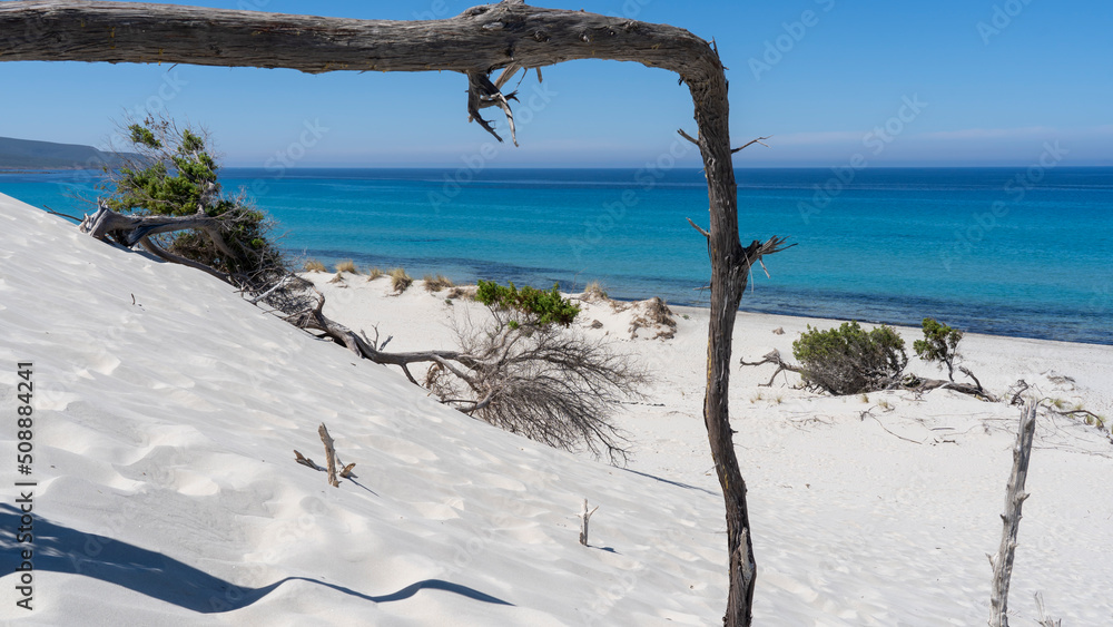 The wonderful white sand dunes of Porto Pino in Sardinia, Italy. Wild and uncontaminated environment. Tourist destination. Wonders of nature. Still life with dry plant trunks. Amazing turquoise sea The wonderful white sand dunes of Porto Pino in Sardinia, Italy. Wild and uncontaminated environment. Tourist destination. Wonders of nature. Still life with dry plant trunks. Amazing turquoise sea