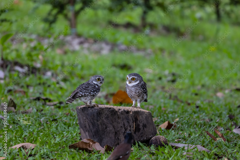 Cute Couple Spotted Owlet on stump in grass land Cute Couple Spotted Owlet on stump in grass land