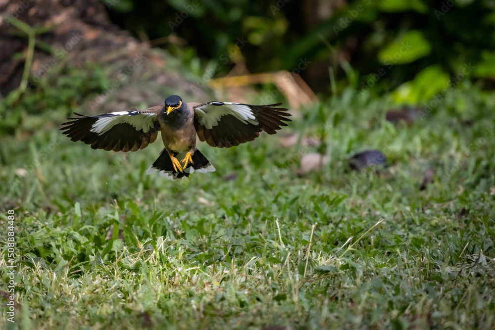 Obraz premium Flying Common myna or Indian myna on grass land.