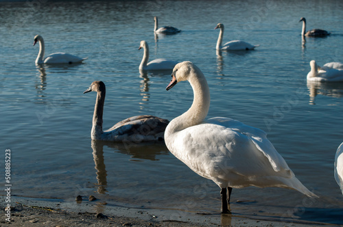 white swan paws on the ice reflecting