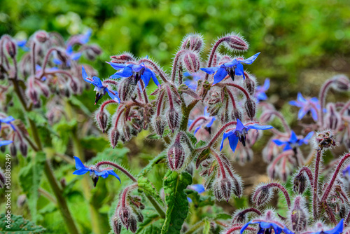 Borage flowers close up (Borago officinalis)