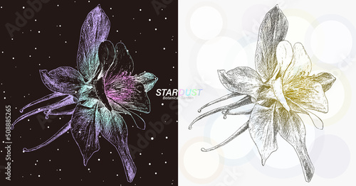 宇宙の銀河のような線で描画された西洋オダマキ