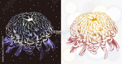 宇宙の銀河のような線で描画された大菊