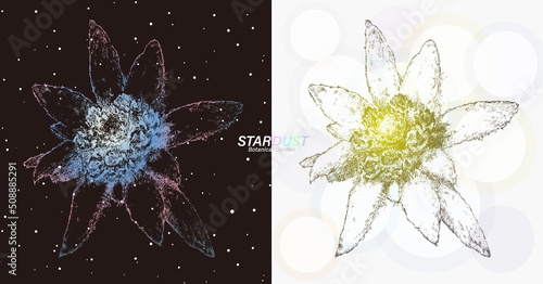 宇宙の銀河のような線で描画されたエーデルワイス