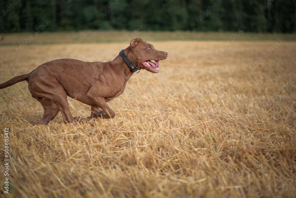 Purebred American Pit Bull Terrier frolic on the field. Purebred American Pit Bull Terrier frolic on the field.