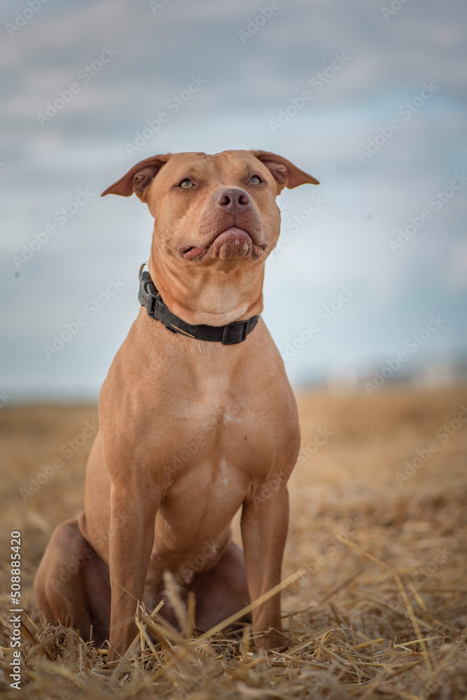 Purebred American Pit Bull Terrier frolic on the field.