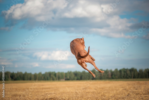 Purebred American Pit Bull Terrier frolic on the field.