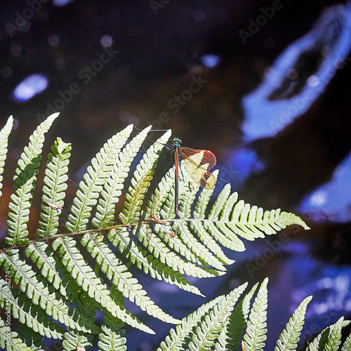 dragonfly on fern