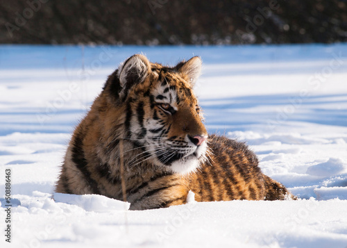Siberian tiger, Panthera tigris altaica. Wildlife scene with dangerous animal. Cold winter in taiga, Russia. Tiger in wild winter nature, lying on snowy meadow
