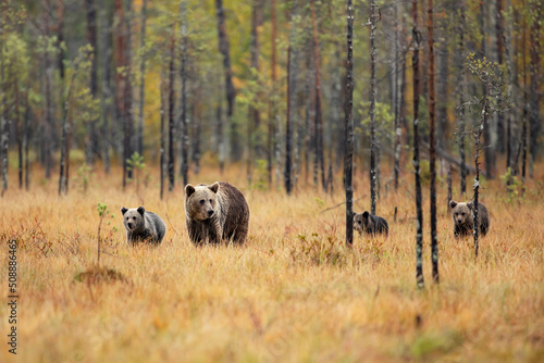 Bear family in orange autumn. Pups with mother. Brown bear, Ursus actor, in nature habitat, taiga in Finland. photo