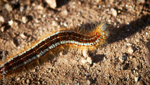 close up of a caterpillar © Alvaro