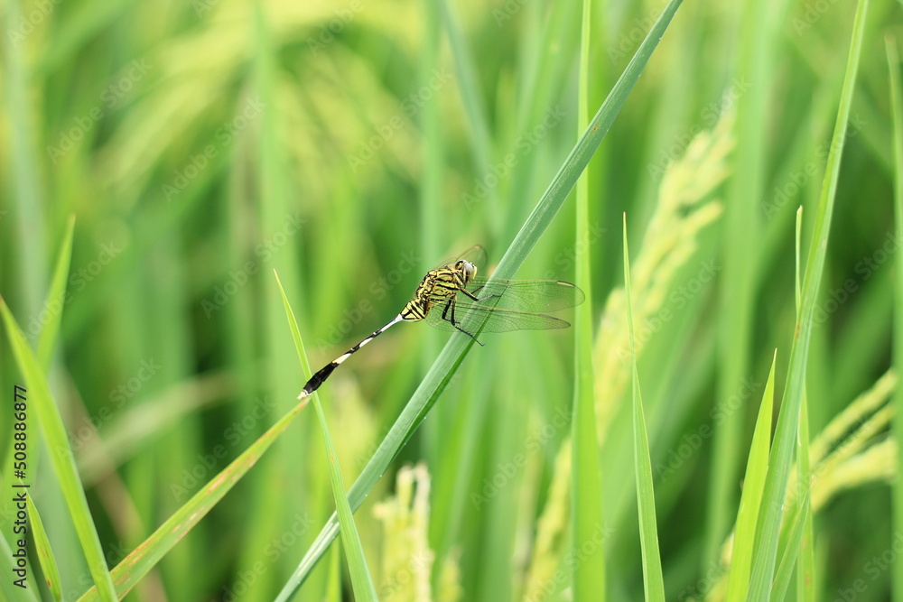 a dragonfly on a rice plant a dragonfly on a rice plant