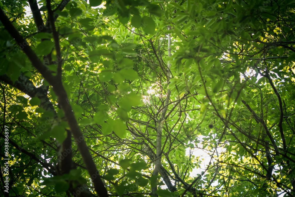Obraz premium 葉の木漏れ日