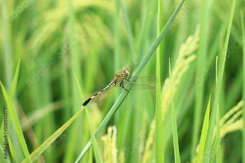 a dragonfly on a rice plant © Ishaq