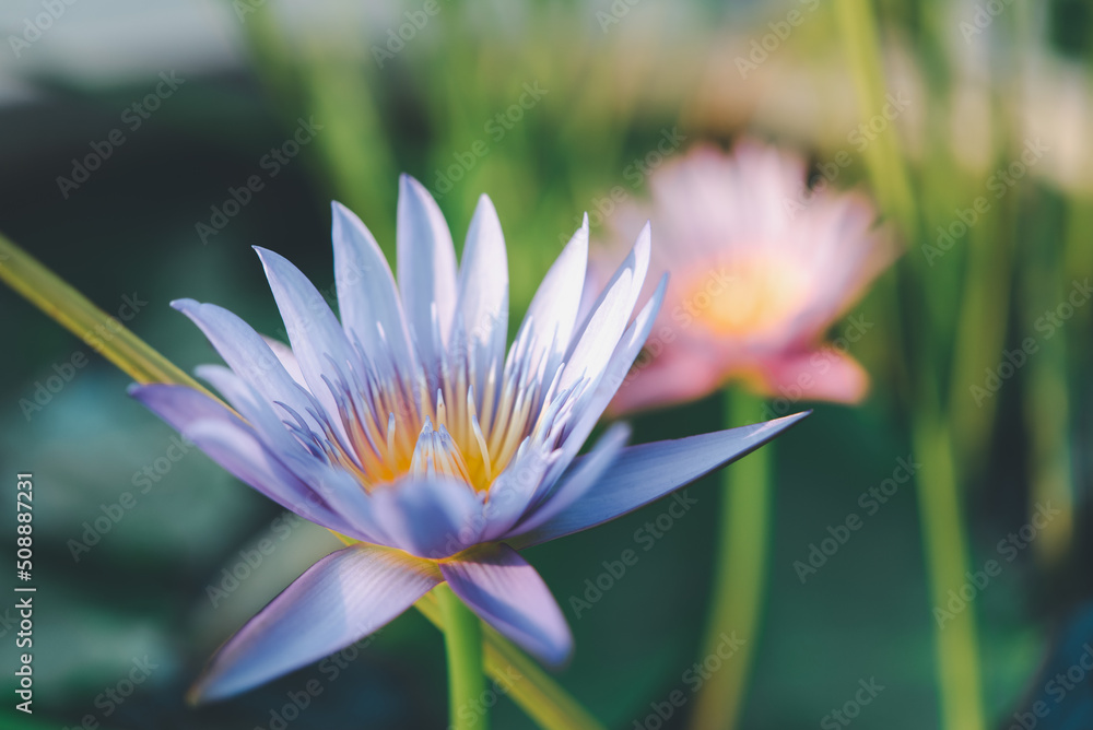 Lotus flower (Tropical water-lily) Lotus flower (Tropical water-lily)