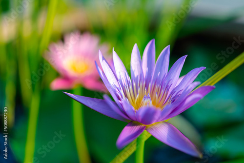 Lotus flower  Tropical water-lily 