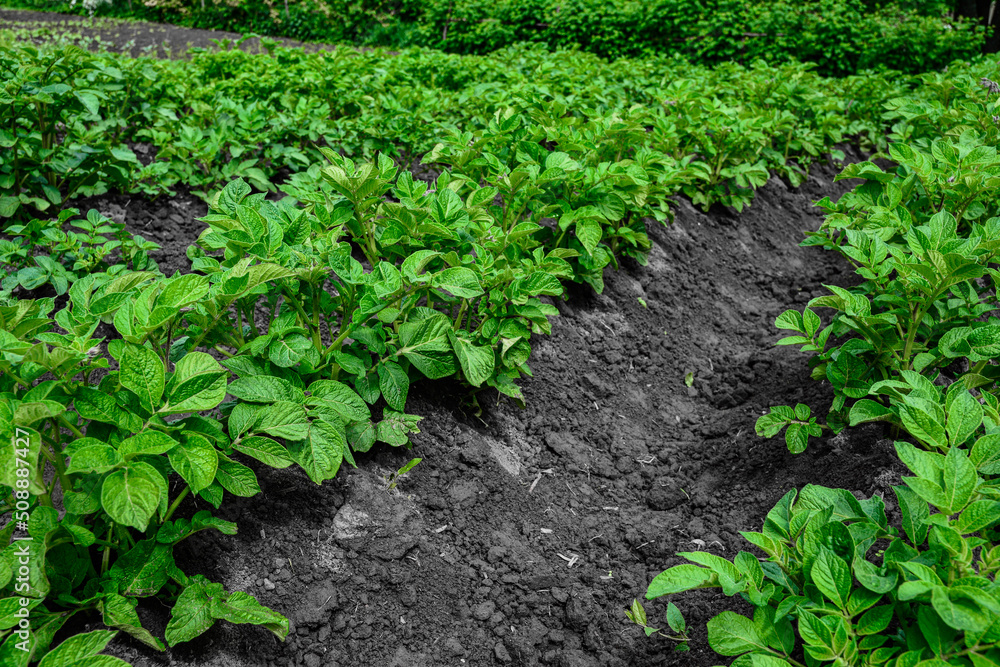 Rows of potato plants.in rows of potatoes plants . Rows of potato plants.in rows of potatoes plants .