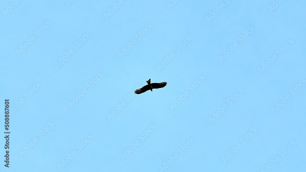 bird in flight bird in flight