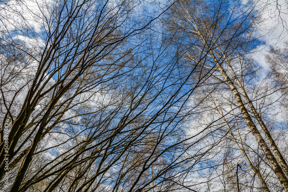 he branches of trees without leaves against the sky he branches of trees without leaves against the sky