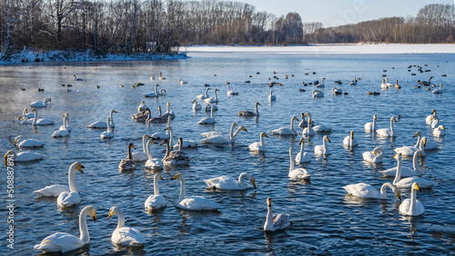 A flock of white swans swims in a non-freezing lake. Steam over the water. Reflection and ripples on the surface. Bare trees on snow-covered shores. Altai. Lake Svetloye photo