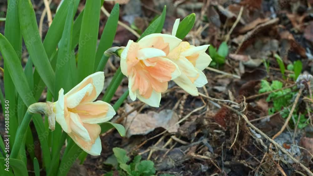 Delicate narcissus flowers with bright greenery sway in a light breeze, close-up Delicate narcissus flowers with bright greenery sway in a light breeze, close-up