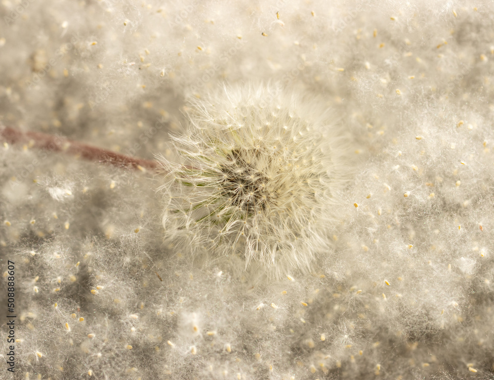 Fototapeta premium white poplar fluff with dandelion