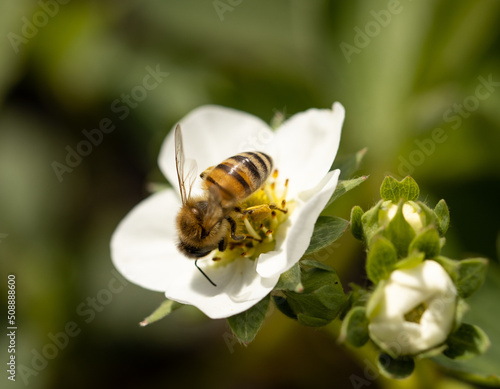 bee on strawberry flower as background