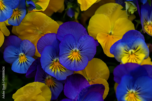 Background with flowers. Yellow and blue viola flowers .Pansies flower