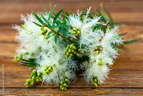 Tea tree (Melaleuca alternifolia) with white flowers on a wooden table. photo