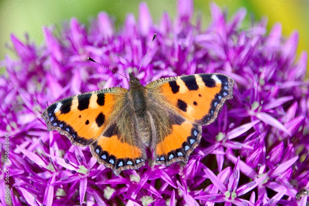 Fototapeta premium Kleiner Fuchs