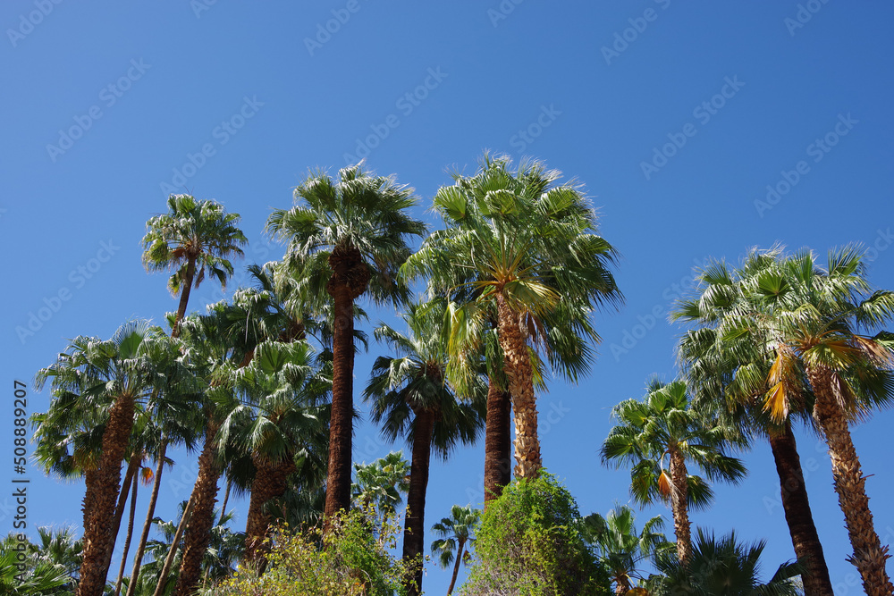 Palm trees in a desert canyon oasis in southern California