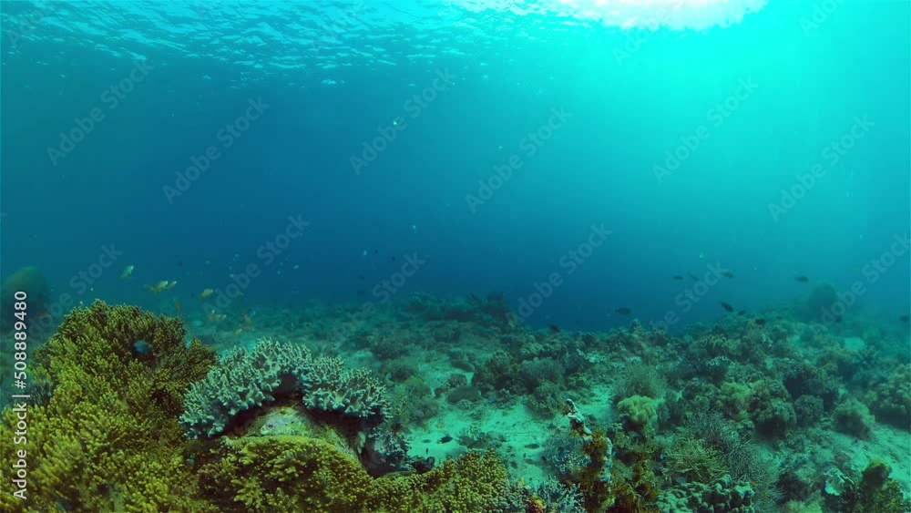 Tropical fishes and coral reef at diving. Beautiful underwater world with corals and fish. Tropical fishes and coral reef at diving. Beautiful underwater world with corals and fish.