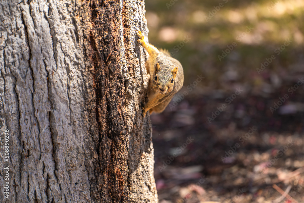 Fototapeta premium Eastern Fox Squirrel (Sciurus niger) sits in a tree. 