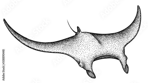 Bild auf Leinwand black and white engrave isolated stingray illustration