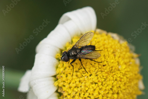 Closeup on a Pouting Woodlouse-fly , Rhinophora lepida sitting on a yellow flower in the garden
