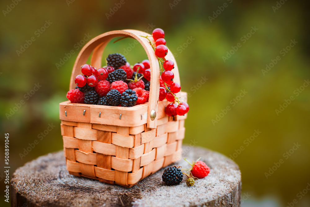 Fresh berries in basket. close-up of summer raspberries and blackberries outdoors Fresh berries in basket. close-up of summer raspberries and blackberries outdoors