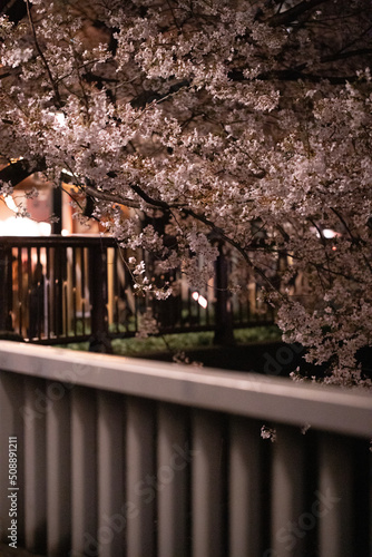 cherry blossom