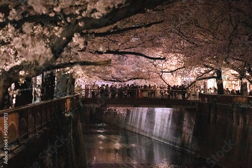 cherry blossom