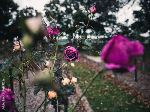 flowers in the garden
