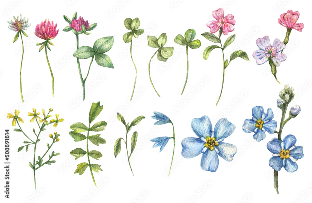 A large watercolor set of wild flowers collected . Clover, forget-me-not and other wild flowers isolated on white background. Botanical illustration, floral set. A large watercolor set of wild flowers collected . Clover, forget-me-not and other wild flowers isolated on white background. Botanical illustration, floral set.