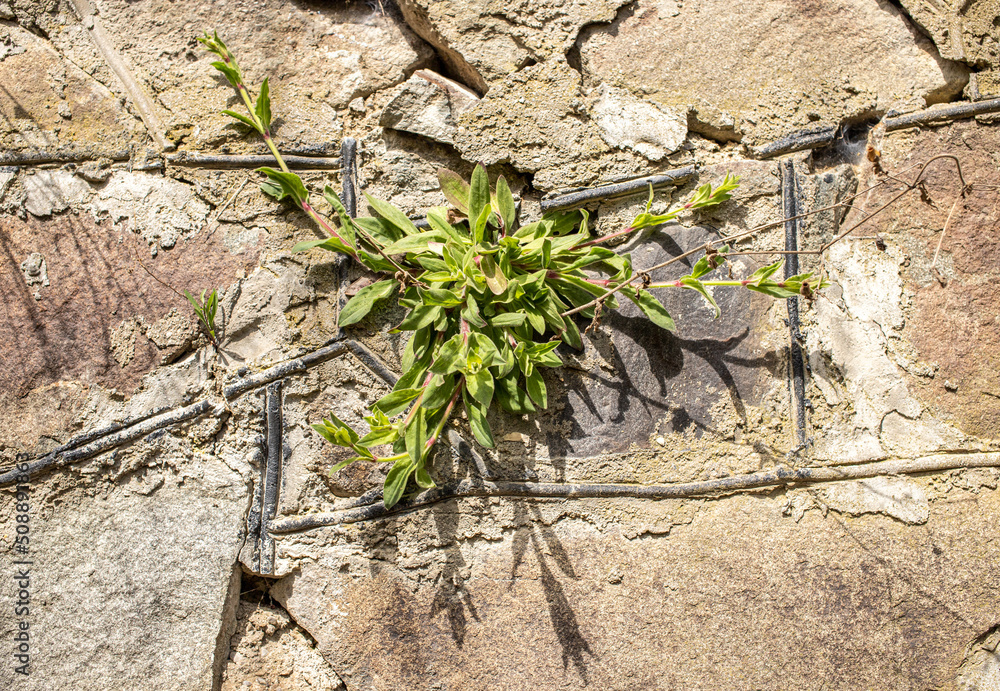 Background stone wall covered with green plants Background stone wall covered with green plants